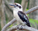 kookaburra image