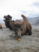 660 Nubra Valley 16-08-2009